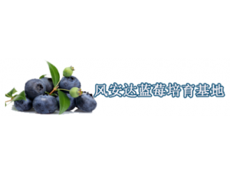 蓝莓苗批发前景如何？种植面积仅次美国。