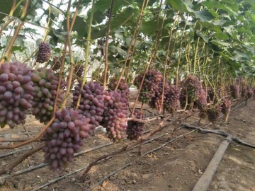 50000棵优质着色香葡萄出售－吉林杨坤苗圃－茉莉香葡萄苗