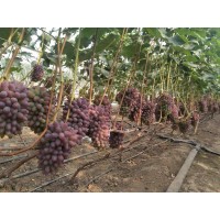 50000棵优质着色香葡萄出售－吉林杨坤苗圃－茉莉香葡萄苗