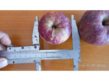 吉林省品种纯正的龙丰苹果苗