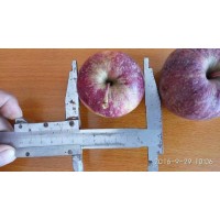 吉林省品种纯正的龙丰苹果苗