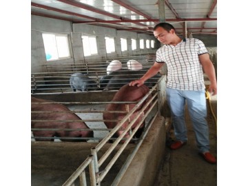 江苏德和种猪场供应优质太湖母猪苏太母猪批发
