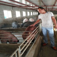江苏德和种猪场供应优质太湖母猪苏太母猪批发