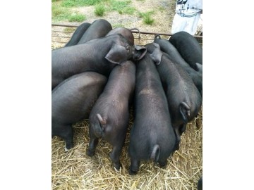 江苏德和种猪场供应优质太湖母猪生态猪商品猪批发