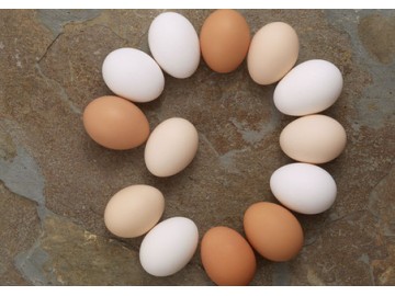 如何杜绝鸡蛋质量差破损多导致的养殖利益流失